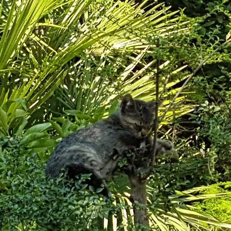Il Giardino Di Vico Neve 3* Napoli