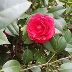 Il Giardino Di Vico Neve 4* Nápoly