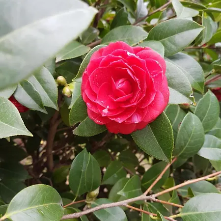 Il Giardino Di Vico Neve 4* Napels
