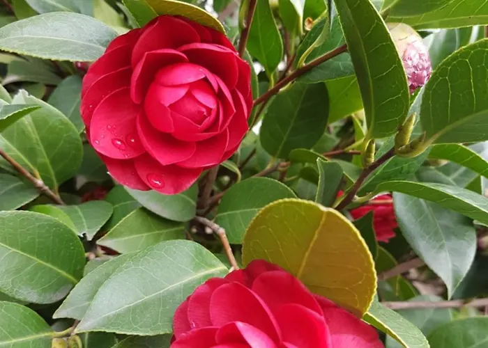 Il Giardino Di Vico Neve Panzió